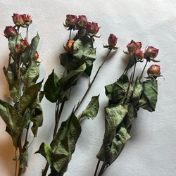 ドライフラワー　単品　花材　素材✿スプレーバラ3本セット 2枚目の画像