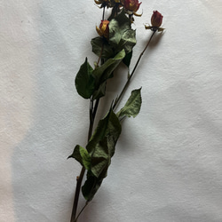 ドライフラワー　単品　花材　素材✿スプレーバラ3本セット 4枚目の画像
