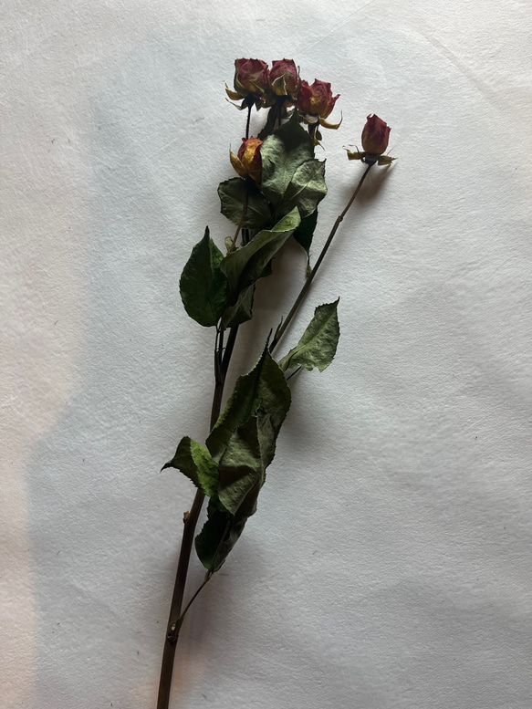 ドライフラワー　単品　花材　素材✿スプレーバラ3本セット 4枚目の画像