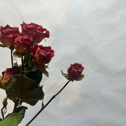 ドライフラワー　単品　花材　素材✿スプレーバラ3本セット 6枚目の画像