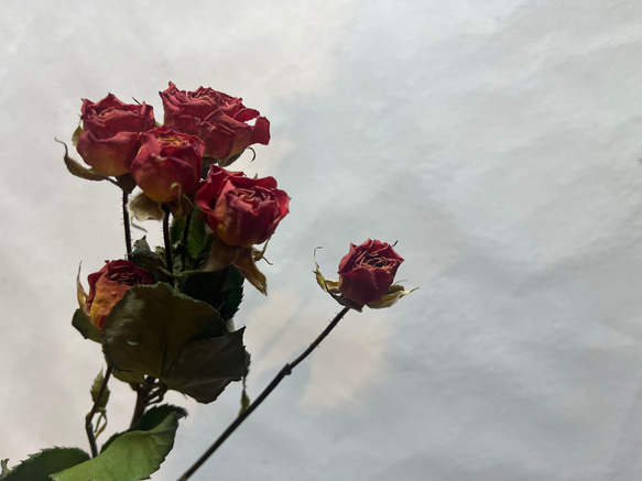 ドライフラワー　単品　花材　素材✿スプレーバラ3本セット 6枚目の画像