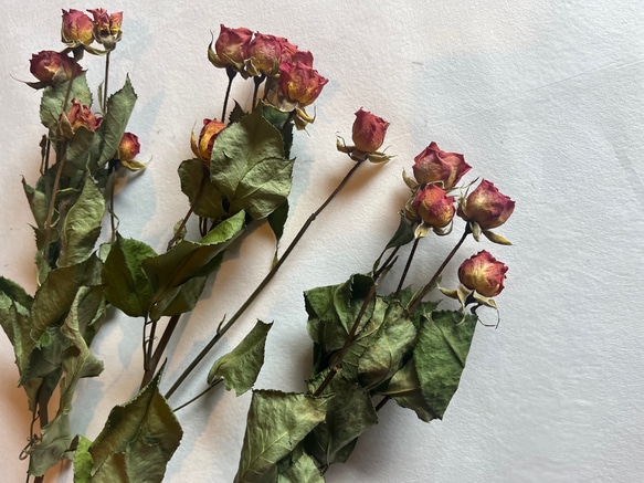 ドライフラワー　単品　花材　素材✿スプレーバラ3本セット 1枚目の画像