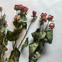 ドライフラワー　単品　花材　素材✿スプレーバラ3本セット 3枚目の画像