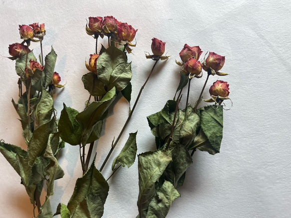 ドライフラワー　単品　花材　素材✿スプレーバラ3本セット 3枚目の画像