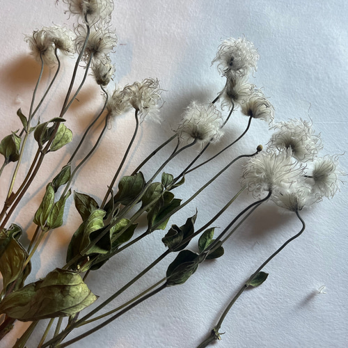 calm beach　ドライフラワー花材 ドライフラワー 花材 素材 単品✿クレマチスの種25輪セット ドライ