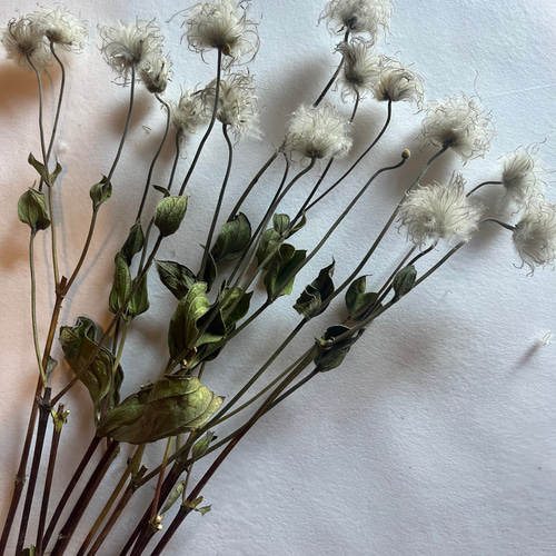 ドライフラワー 花材 素材 単品✿クレマチスの種25輪セット ドライ