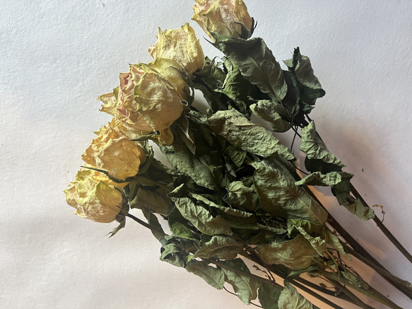ドライフラワー　花材　素材　単品✿薔薇　黄色5本セット 3枚目の画像