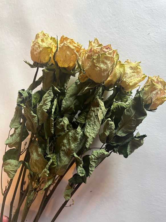 ドライフラワー　花材　素材　単品✿薔薇　黄色5本セット 1枚目の画像