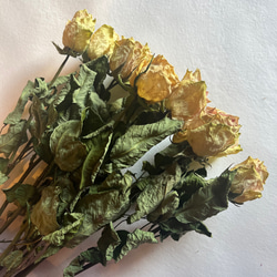 ドライフラワー　花材　素材　単品✿薔薇　黄色5本セット 2枚目の画像