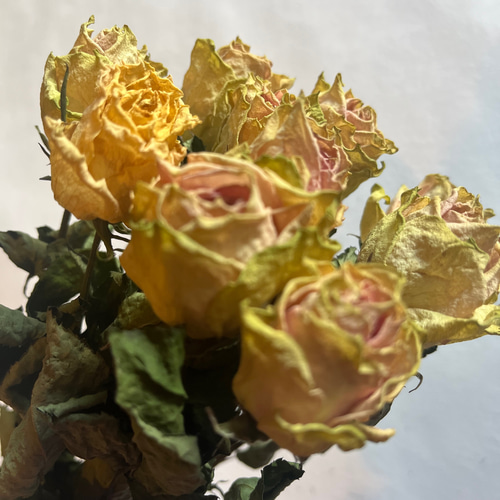 ドライフラワー 花材 素材 単品✿薔薇 黄色5本セット ドライフラワー
