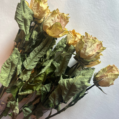 ドライフラワー 花材 素材 単品✿薔薇 黄色5本セット ドライ