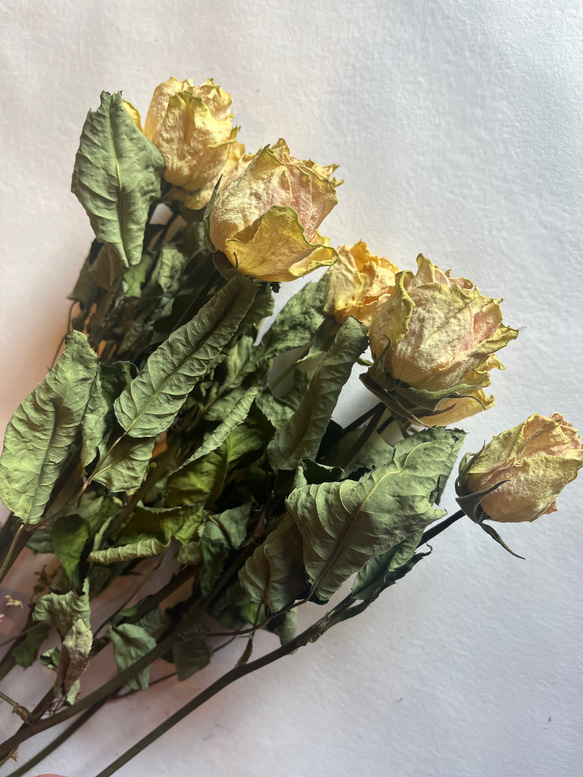 ドライフラワー　花材　素材　単品✿薔薇　黄色5本セット 6枚目の画像