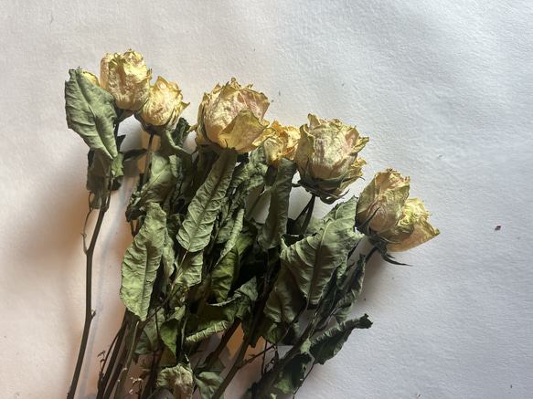 ドライフラワー　花材　素材　単品✿薔薇　黄色5本セット 5枚目の画像