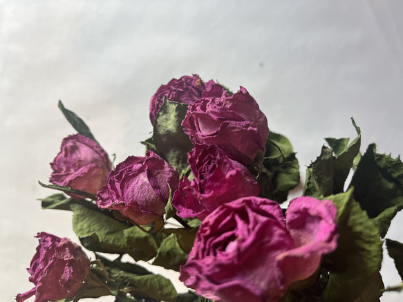 ドライフラワー　花材　素材　単品✿薔薇　ピンク5本セット 5枚目の画像