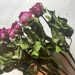 ドライフラワー　花材　素材　単品✿薔薇　ピンク5本セット 2枚目の画像