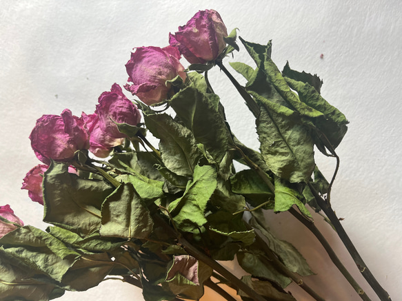 ドライフラワー　花材　素材　単品✿薔薇　ピンク5本セット 2枚目の画像