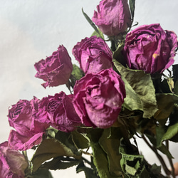 ドライフラワー　花材　素材　単品✿薔薇　ピンク5本セット 4枚目の画像