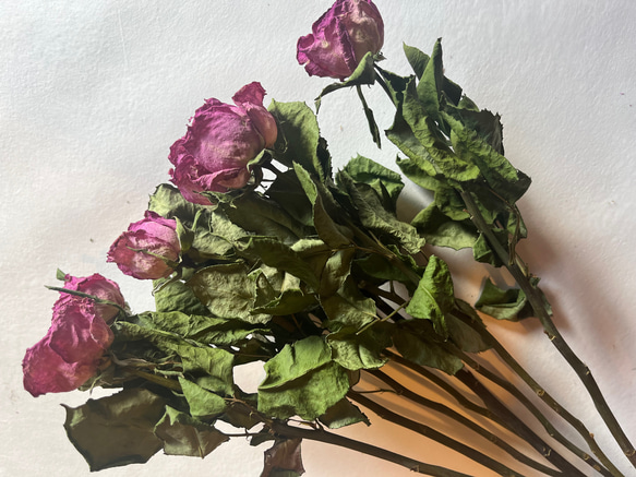 ドライフラワー　花材　素材　単品✿薔薇　ピンク5本セット 1枚目の画像