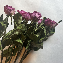 ドライフラワー　花材　素材　単品✿薔薇　ピンク5本セット 3枚目の画像