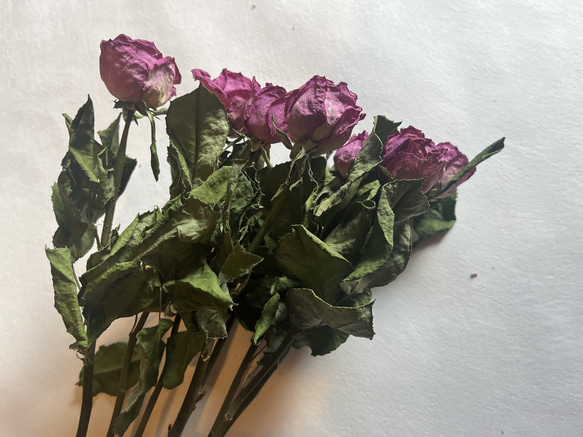ドライフラワー　花材　素材　単品✿薔薇　ピンク5本セット 3枚目の画像