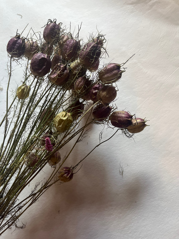 ドライフラワー　花材　素材　単品✿ニゲラ25個セット 4枚目の画像