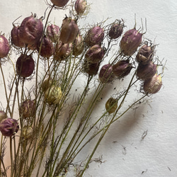 ドライフラワー　花材　素材　単品✿ニゲラ25個セット 2枚目の画像