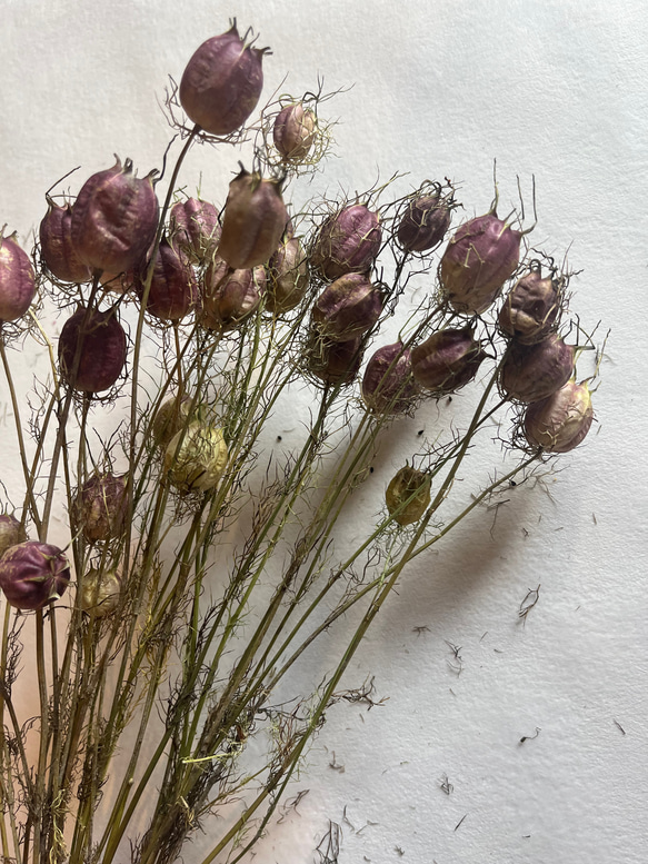 ドライフラワー　花材　素材　単品✿ニゲラ25個セット 2枚目の画像