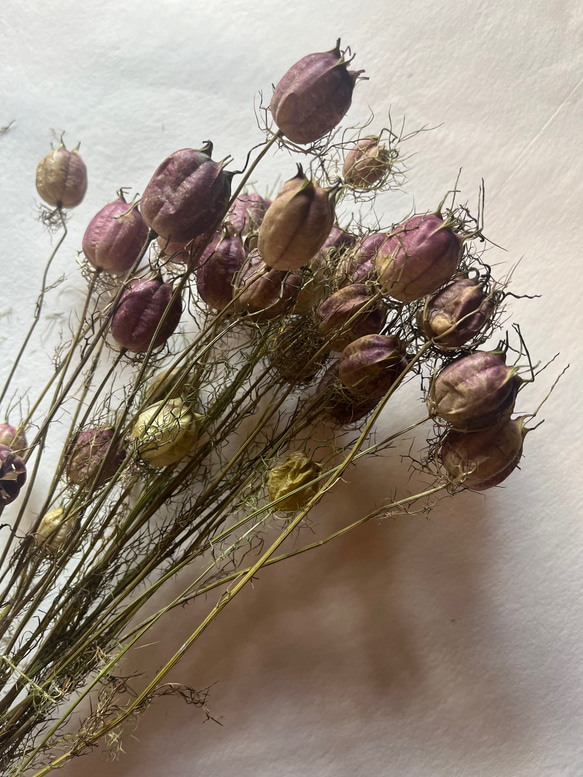 ドライフラワー　花材　素材　単品✿ニゲラ25個セット 1枚目の画像