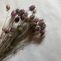 ドライフラワー　花材　素材　単品✿ニゲラ25個セット 3枚目の画像