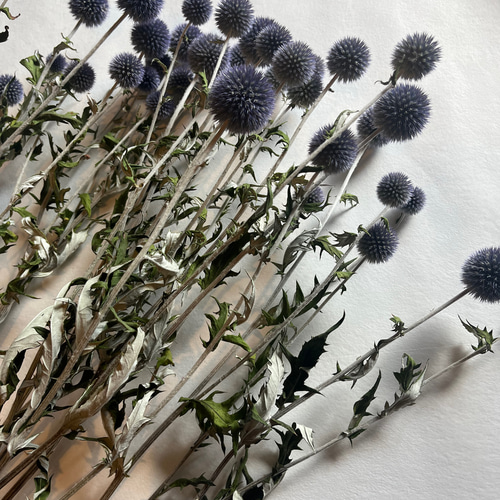 ドライフラワー 花材 素材 単品✿ルリ玉アザミ3本セット ドライ