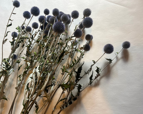 染め ルリタマアザミドライフラワー❣️カラフルmix✨ フリーズドライ