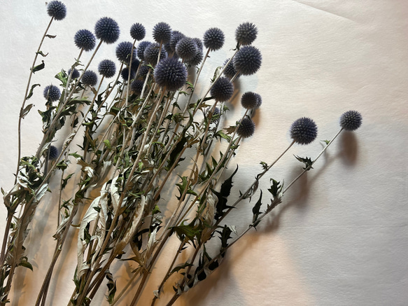 ドライフラワー 花材 素材 単品✿ルリ玉アザミ3本セット ドライ