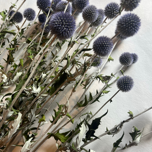 瑠璃玉アザミ　エキノプス　ドライフラワー　花材 ドライ花材 ルリタマアザミ | お花の通販AND PLANTS (アンドプランツ)