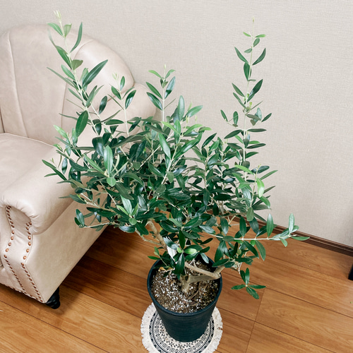 【現品】オリーブ　8号（1）ルッカ olive-lucca-4_1.jpg?1739330018