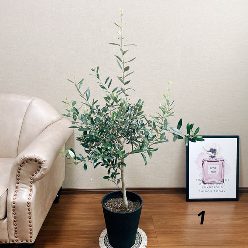 新規入荷！オリーブ ルッカ 8号鉢 写真現物 オリーブ：ルッカ 8号硬質ポット の通販 | 園芸ネット