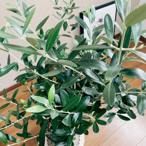 【現品】オリーブ　8号（1）ルッカ 現品］オリーブ ルッカ 8号 観葉植物 屋外 ベランダ おしゃれ