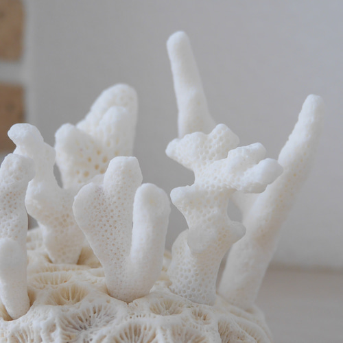 沖縄県宮古島産 天然 ミニサンゴ8点＋土台の球体サンゴ の置物 おうち