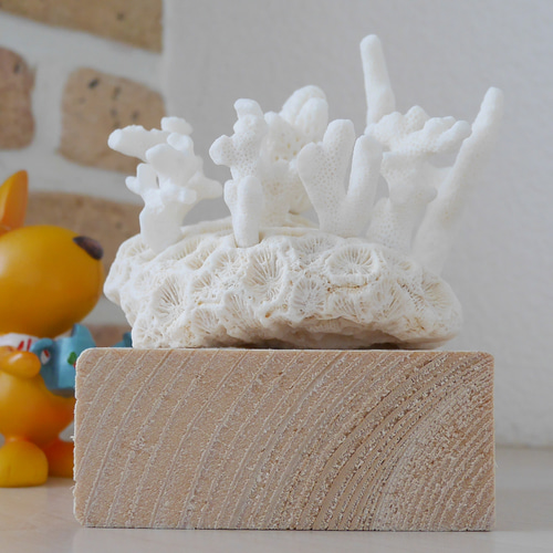 沖縄県宮古島産 天然 ミニサンゴ8点＋土台の球体サンゴ の置物