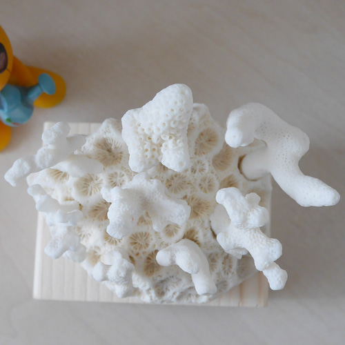 沖縄県宮古島産 天然 ミニサンゴ8点＋土台の球体サンゴ の置物 おうち