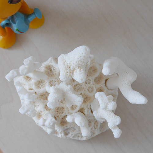 沖縄 珊瑚 置き飾り 沖縄県宮古島産 天然 ミニサンゴ8点＋土台の球体サンゴ の置物 おうち