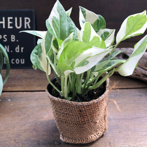 ポトス エンジョイ 3号♡観葉植物♡デスクに♡斑入り アートフラワー