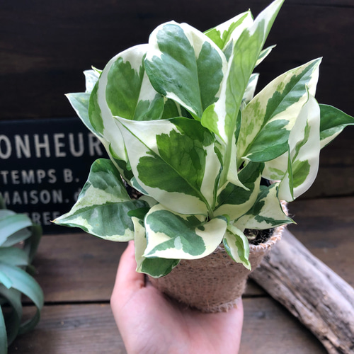 モカポトスページ maxresdefault.jpg