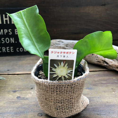 月下美人♡3号苗♡ クジャクサボテン♡多肉植物♡ アートフラワー