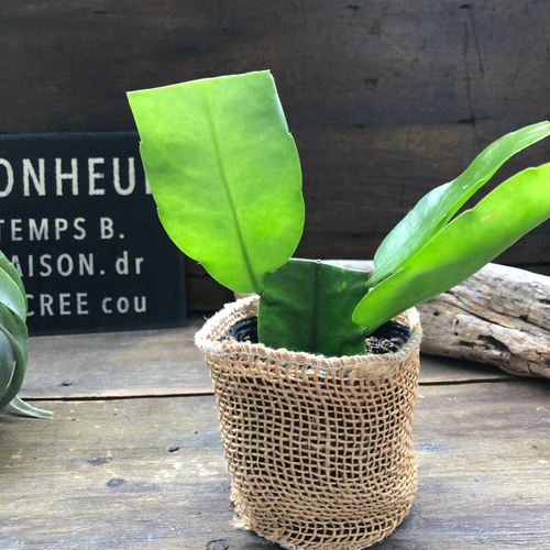 月下美人♡3号苗♡ クジャクサボテン♡多肉植物♡ アートフラワー