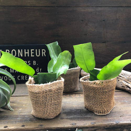 【確認専用】多肉植物　クジャクサボテン 月下美人♡3号苗♡ クジャクサボテン♡多肉植物♡ アートフラワー