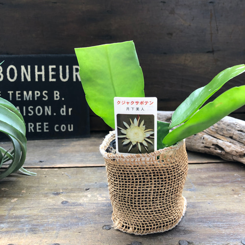 月下美人♡3号苗♡ クジャクサボテン♡多肉植物♡ アートフラワー