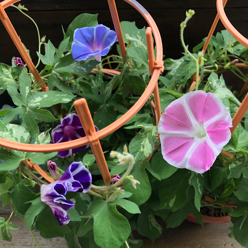 あさがお♡行灯仕立て♡曜白♡蕾もいっぱい♡朝顔♡アサガオ