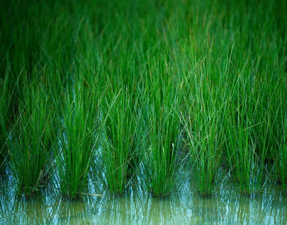 【再販】いぐさのしずく　30ml 倉敷い草の蒸溜水　 2枚目の画像