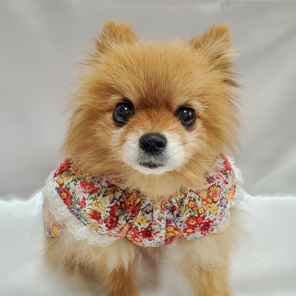 【オーダー】 犬猫服  フリル袖ワンピース   花柄 可愛い わんこ服 犬服 猫服  赤系 4枚目の画像