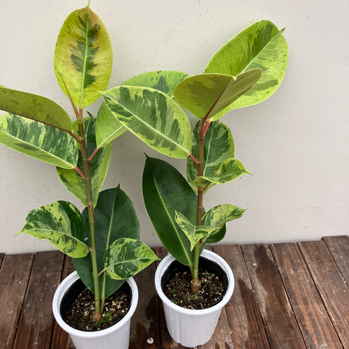 フィカス＊ジン＊ゴムの木＊迷彩柄＊観葉植物 アートフラワー bloom